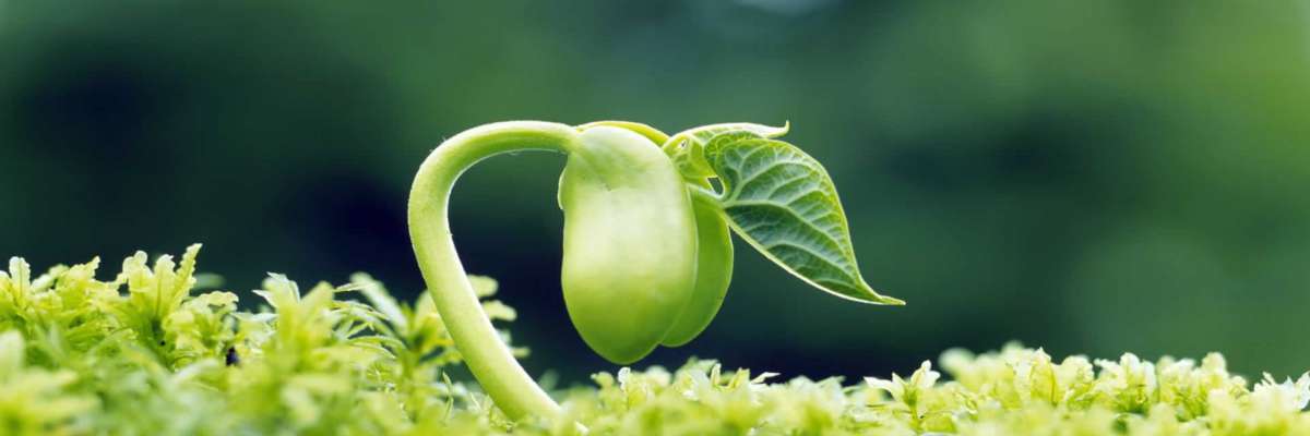 Sostenibilidad Ambiental